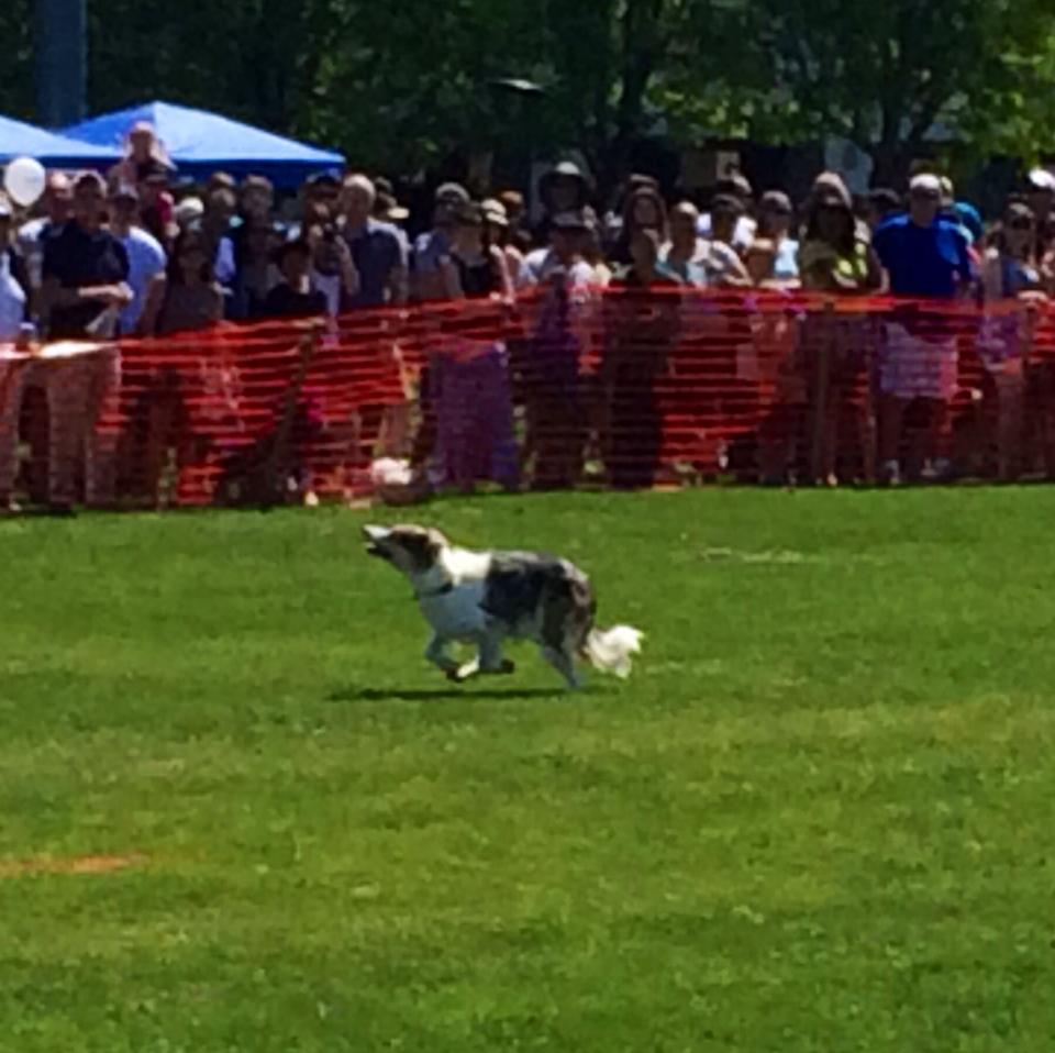A dog running after a frisbee at Picnic Day. The frisbee is near the top of the frame.