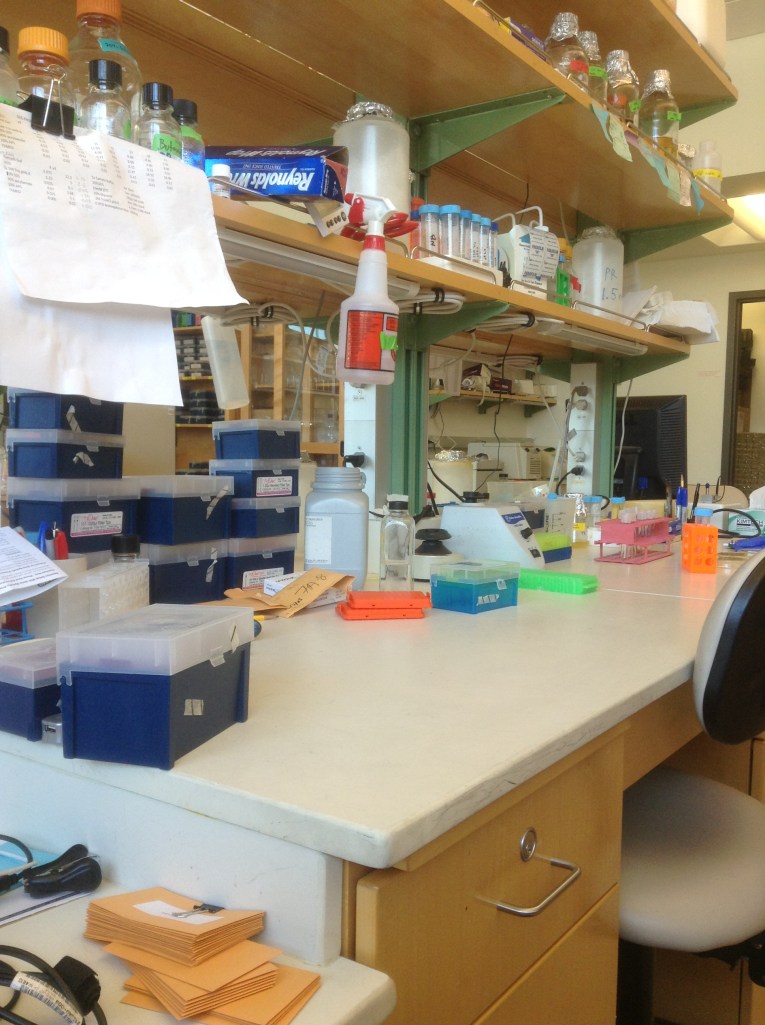 My lab bench at the rice genetics lab I work in.