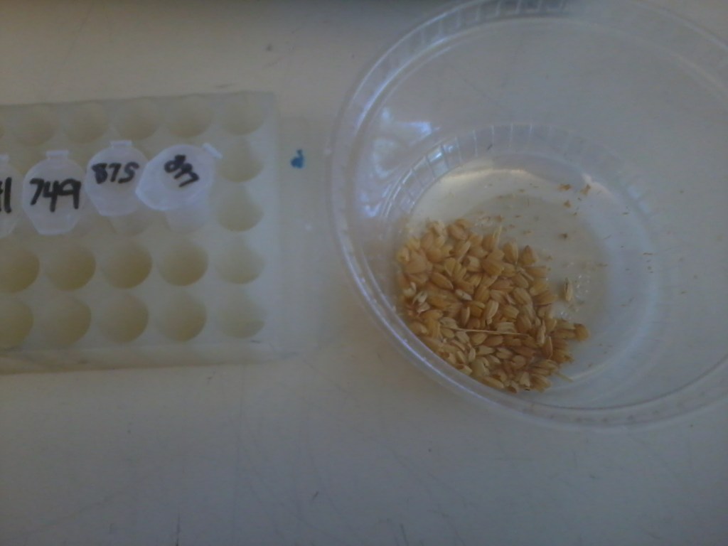 I was dehusking some rice seeds today in order to sterilize them.