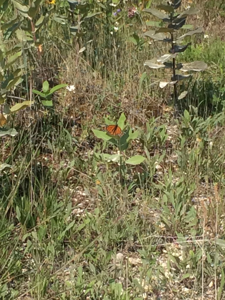 Bois Blanc has butterflies too! Take that Butterfly House!