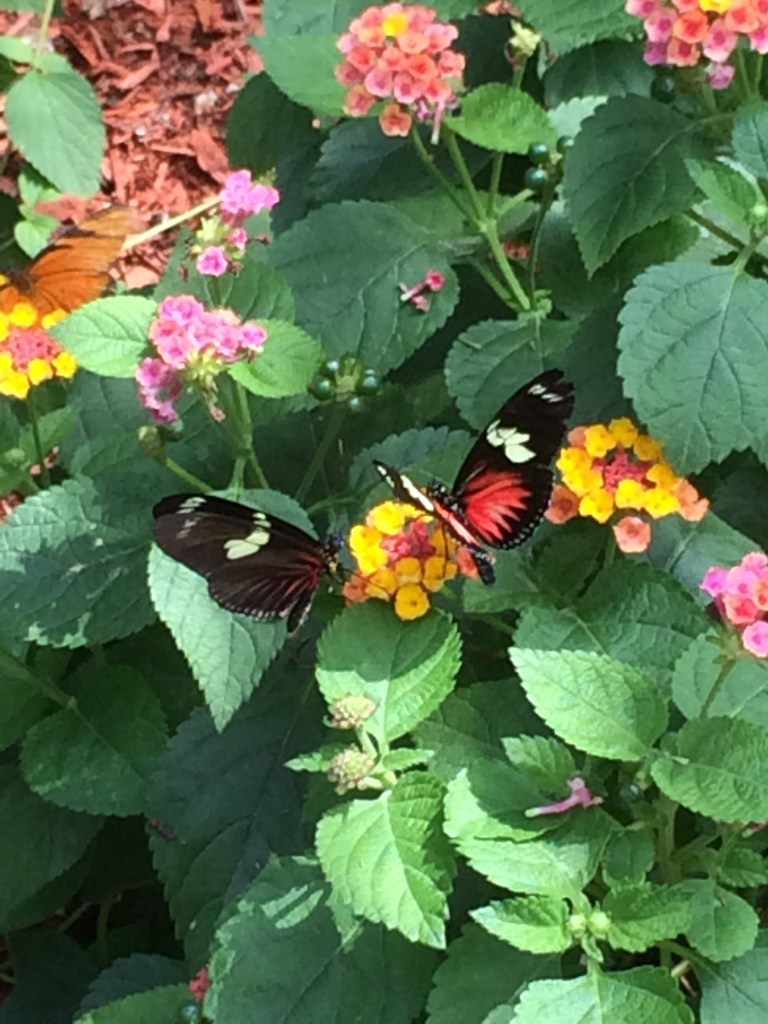 So pretty! These two were chasing each other around the house before landing here.
