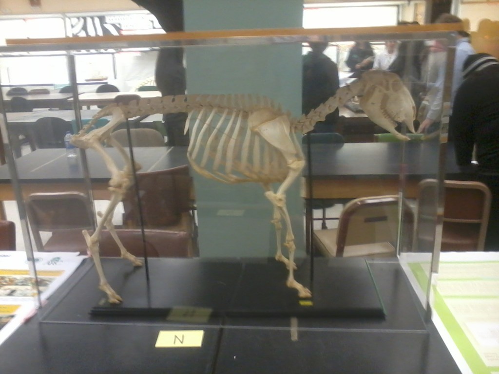 At least I think this one was a goat?