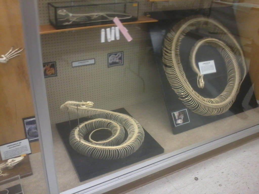 Snake Skeletons