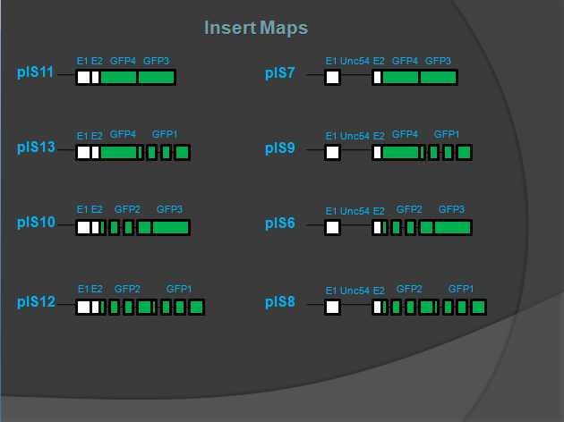 Here are the constructs I've been creating. The wide parts are exons and the thing parts are introns. The green bands are the GFP which will glow green in the worms. The white bands are a scaffold which allow the worms to express GFP