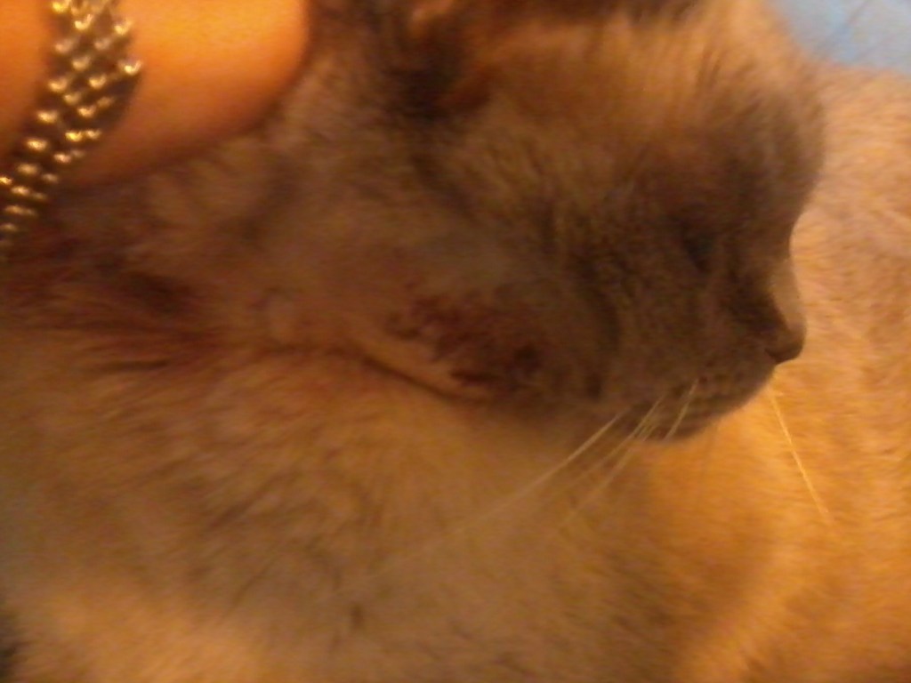 Here's the injury after she cleaned it up.