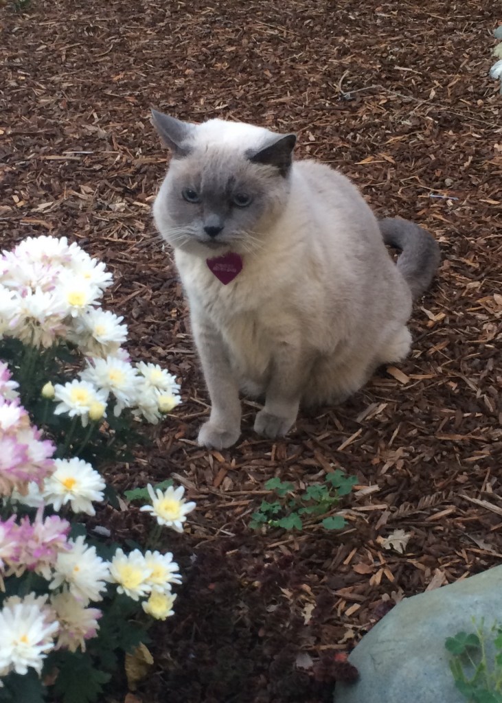 My lumps. My lumps. My lovely kitty lumps.