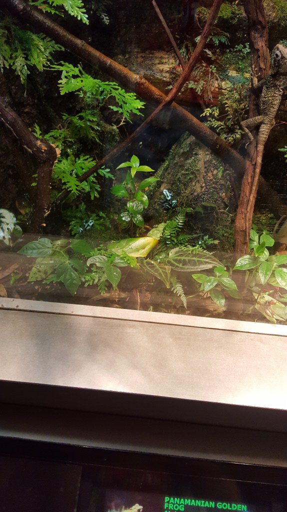 Let's play spot the reptiles!