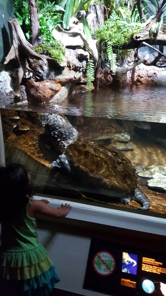 An alligator snapping turtle. Probably behind glass only because it chooses to be.